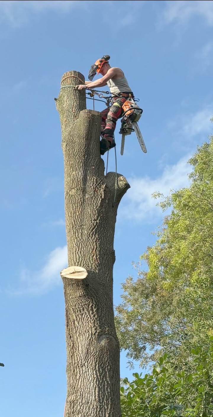 Wierenga Diensten in Groen