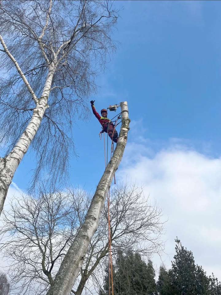 Wierenga Diensten in Groen